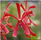 Orchid 26 - Aranthera Anne Black