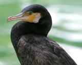 Great  Cormorant