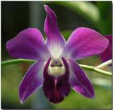 Orchid 32