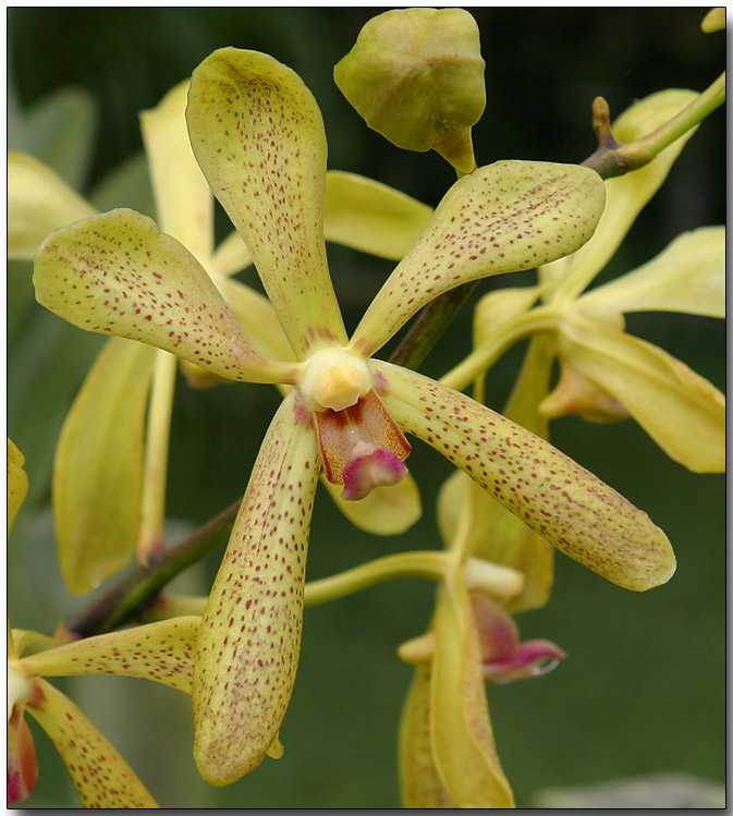 Orchid 30