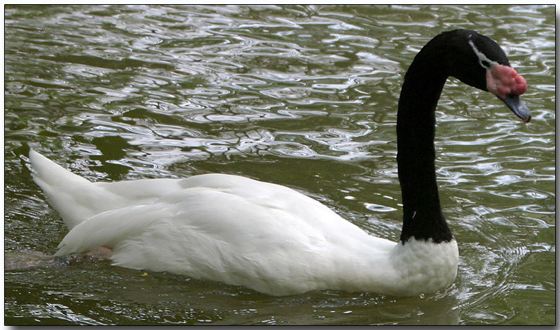 Black-necked Swan