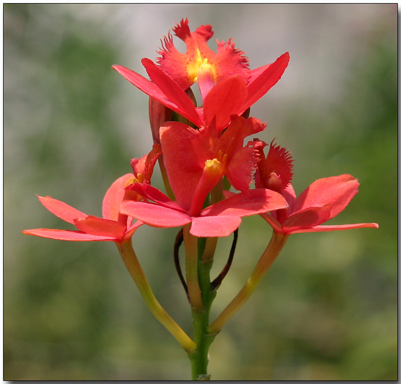 Orchid 35