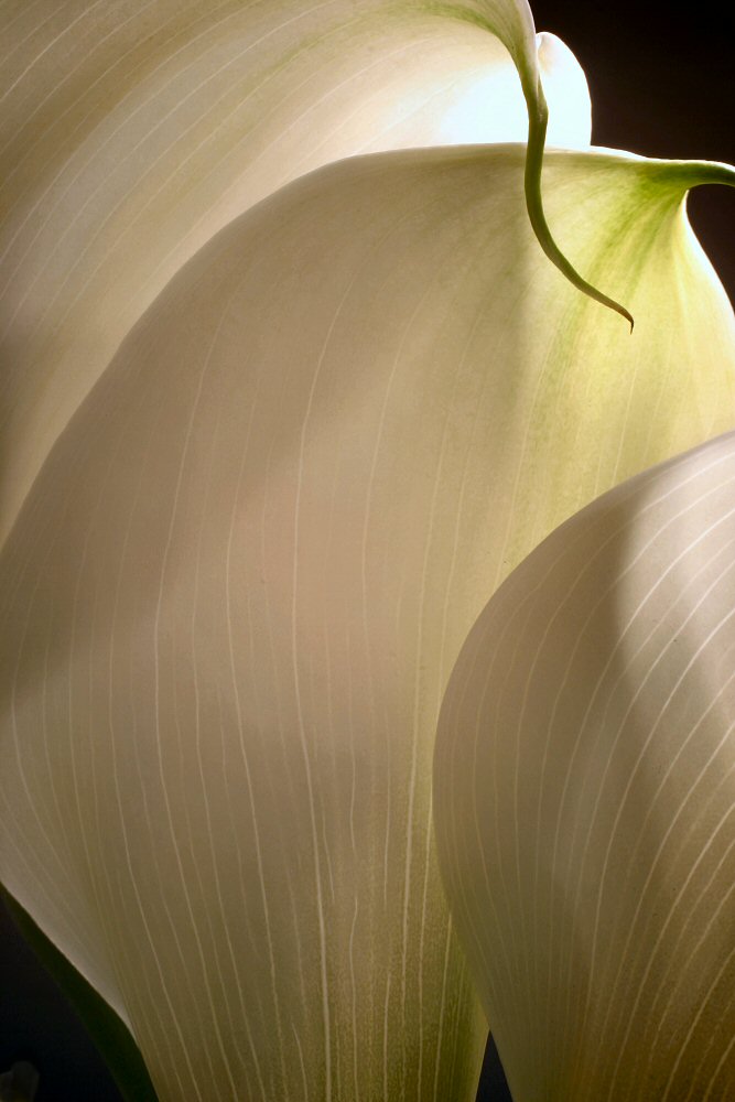 March 24, 2005<br>Lily