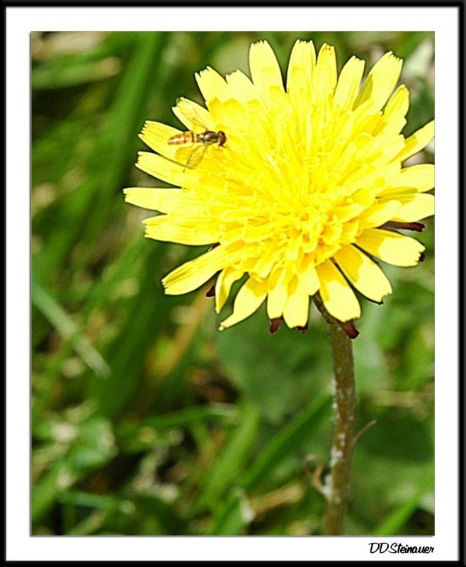 7/20/04 - Dandelion