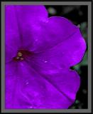 7/15/04 - Fleur