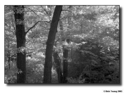 In The Woods (Infrared B&W)