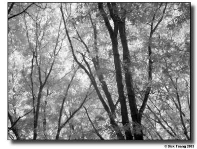 Backyard IR 3 (Infrared B&W)