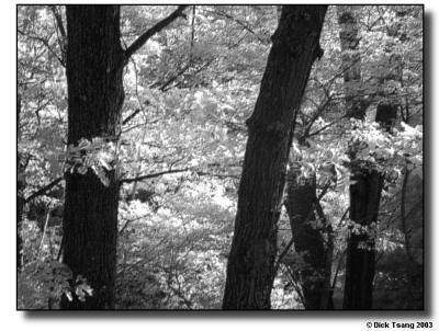 Backyard IR 4 (Infrared B&W)