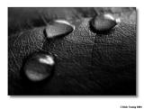 Water Drops (B&W)