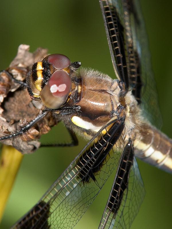 Dragonfly  2080 (V39)