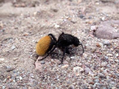 Velvet Ant - Watch out. I sting!
