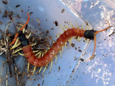 Giant Desert Centipede - Watch out. I bite!