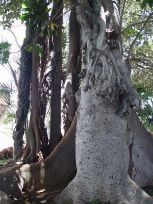 Old tree (Plaza San Francisco)
