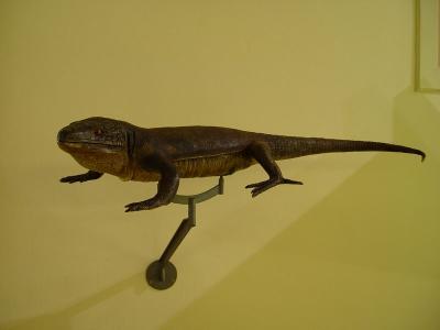 Museo de la Naturaleza y el Hombre