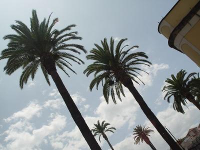 5 palm trees