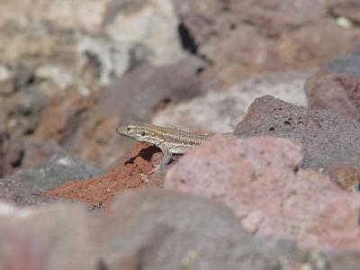 Shy lizard