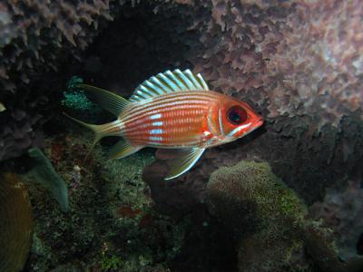 u32/elif/medium/21074695.Squirrelfish.jpg