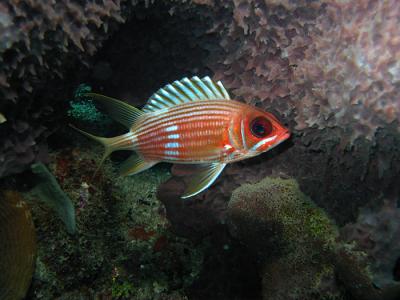 Squirrelfish