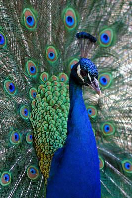 u32/elipio/medium/41195897.Peacock2.jpg