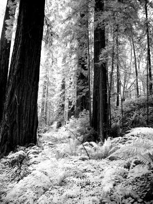 Northern California redwood forest