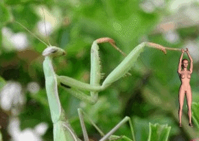 Playing Mantis