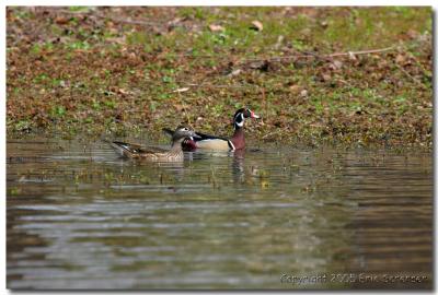 Our Wood Ducks