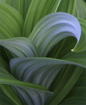 Unfolding