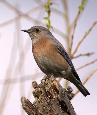 Western Bluebird (female)