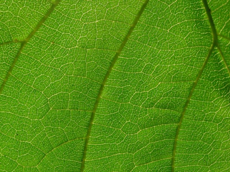 Structure in a Leaf