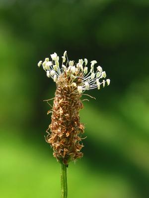 Narrowleaf Plantain