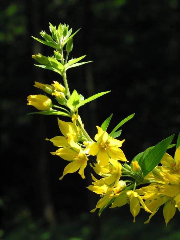 Yellow Beauty in Forest