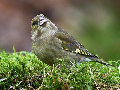 Carduelis chloris