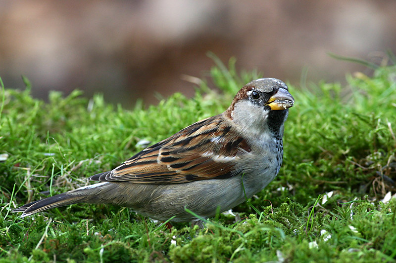 Passer domesticus
