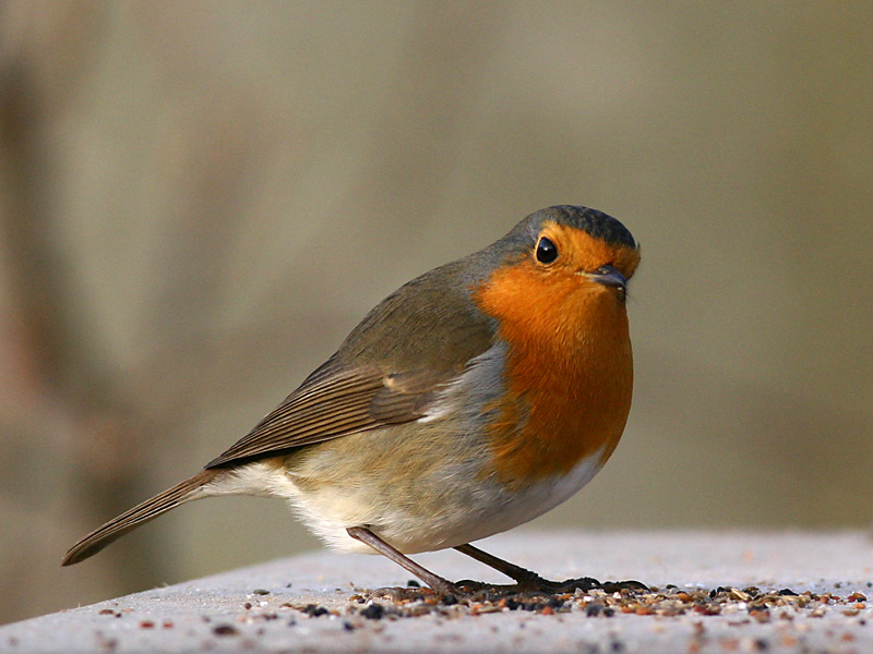Erithacus rubecula