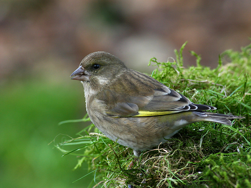 Greenfinch (female)