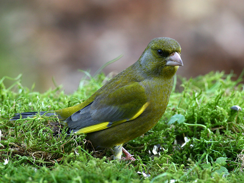Greenfinch (male)