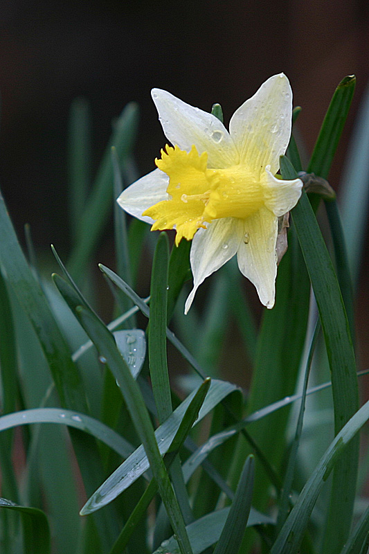 Narcissus pseudonarcissus