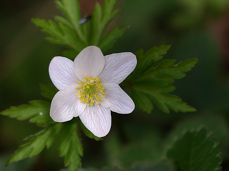 Anemone nemorosa