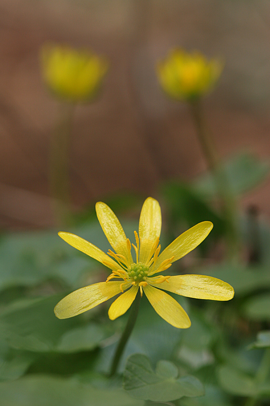 Ranunculus ficaria