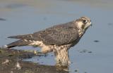 Peregrine Falcon