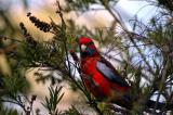Crimson Rosella
