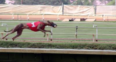 chasing the leader