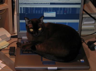 Laptop Kitty