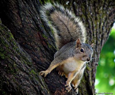 Local Squirrel upset with me