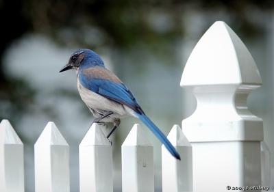 Scrub jay and fence