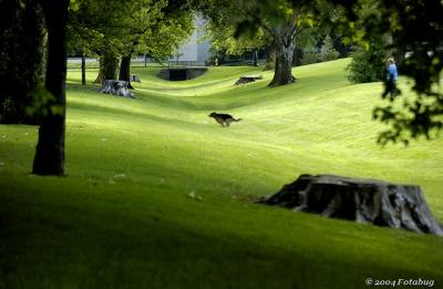 Running dog