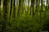 Forest green