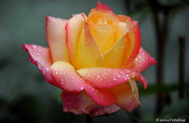 Dew drops