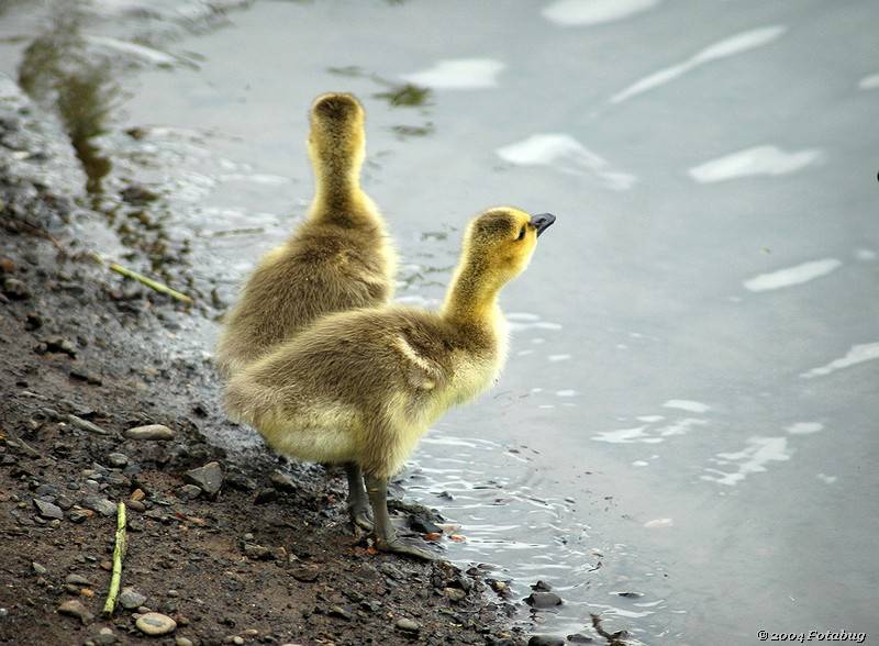 Goslings