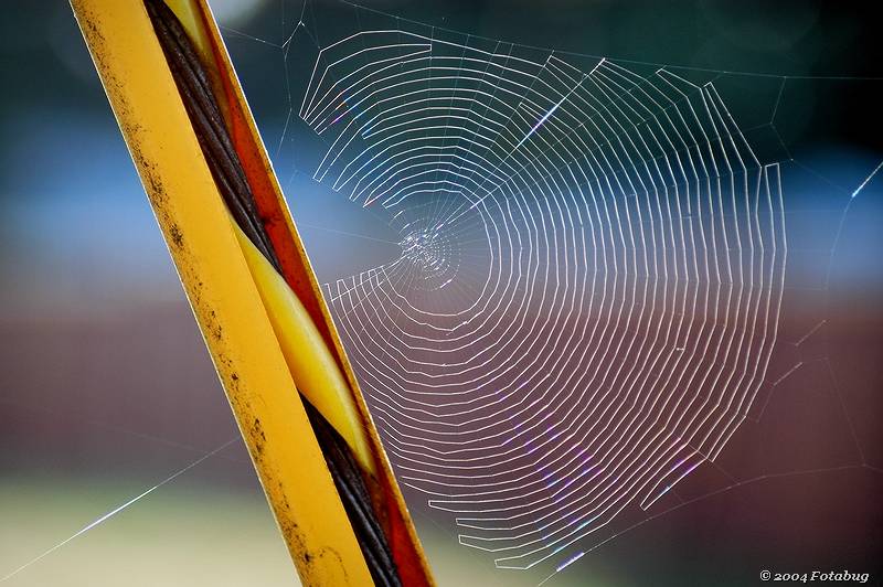 Spider web and guy wire